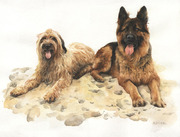 Hundeportrait Schäferhund, Briard