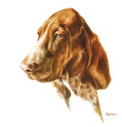 Hundeportrait Bracco Italiano