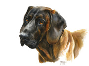 Hundeportrait, Hannoverscher Schweißhund