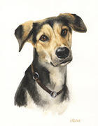 Hundeportrait 