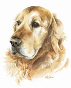 Hundeportrait Golden Retriever