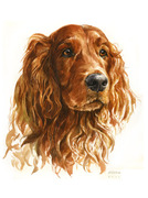 Tierportrait Irish Setter