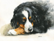 Hundeportrait Berner Sennenhund