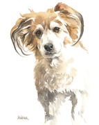 Hundeportrait kleiner alter Hund