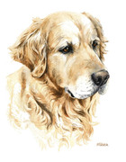 Tierportrait Golden retriever