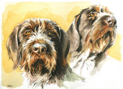 Hundeportrait Deutsch Drahthaar