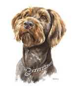 Tierportrait Jagdhund Deutsch Drahthaar