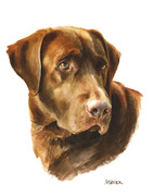 Hundeportrait Labrador