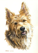 Hundeportrait kleiner Hund
