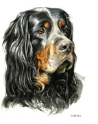 Tierportrait Gordon Setter
