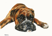 Tierportrait Boxer