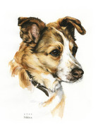 Tierportrait kleiner Hund