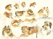 Hundeportrait kleine Hunde