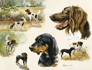 Hundeportrait Jagdhunde