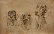 Hundeportrait Zeichnung Dackel und Deutsch Kurzhaar