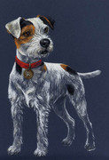Portrait Jack Russel für Rinti Hundefutter 