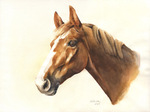 Pferdeportrait Aquarell