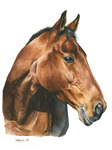 Pferdekopf Portrait