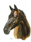 Pferdeportrait malen lassen