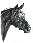 Pferdeportrait 