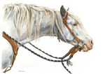 Tierportrait, Pferdeportrait Westernreiten