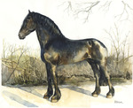 Tierportrait Friese