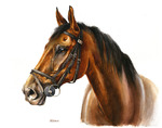 Tierportrait Holsteiner