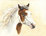 Pferdeportrait