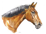 Pferdeportrait Aquarell