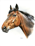 Tierportrait pferd