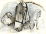 pferdeportrait Lusitano