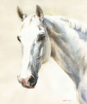 Pferdeportrait Schimmel