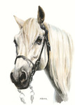 Pferdeportrait PRE
