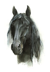 Tierportrait Friese