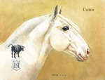 Pferdeportrait Lusitano