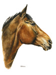 Pferdeportrait Aquarell