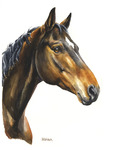 Pferdeportrait